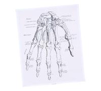 iplusmile 1 Pz Disegni anatomici diagramma poster di anatomia della mano stampe murali di anatomia umana anatomico manifesto scientifico immagini di anatomia umana tela in fibra chimica