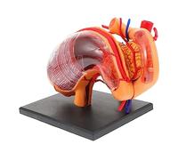iplusmile 1pezzi Modello Anatomico Dello Stomaco Umano Per Insegnamento Strumento Didattico Per Comprendere La Struttura e La Morfologia Del Digestivo Per Studenti e Insegnanti
