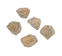 iplusmile 5pezzi Fossili Trilobiti Naturali Modelli Di Antiche Creature Per Decorazione e Didattica Forma Casuale Perfetti Per Collezionisti e Appassionati Di Paleontologia