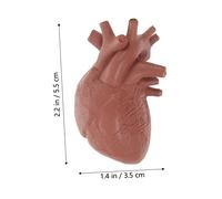 iplusmile 8 Pezzi Modello Anatomico Organi Umani Realistici per Insegnamento Educativo Prop Didattico per Studio Struttura e Funzione Organi Modello Corpo per Scuola