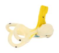 iplusmile Anatomico Orecchio Umano Con Canali Semicircolari Didattico Per Università e Ospedali Strumento Di Apprendimento Per Scienze Mediche