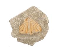 iplusmile Esemplare Di Trilobite Naturale Per Insegnamento e Decorazione Fossile Unico Di Antiche Creature Strumento Educativo Per Scuole e Decorazione Per Ufficio Forma e Colore Casual