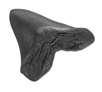 iplusmile Gigante Dente Megalodonte Realistico Fossile Didattico per Collezionisti e Insegnanti Decorazione Dettagliata Soprammobile Preistorico