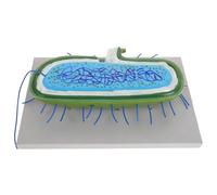 iplusmile Microbico Anatomico Realistico per Insegnamento Biologia Cellule Batteriche e Dettagliati Strumento Didattico Interattivo per Scuole Medie e Studi Avanzati