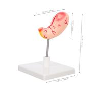 iplusmile Modello Anatomia Per Istruzione e Ricerca Design Realistico e Dettagliato Materiale Robusto Facile Da Montare e Smontare Per Lezioni Scientifiche