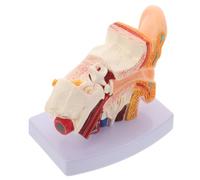 iplusmile Modello Anatomico Orecchio Umano 1, 5x Base per Studio