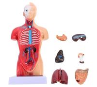 iplusmile Modello anatomico umano Corpo umano Modello Torso Anatomia Bambola 15 Parti Rimovibili 3D Modello Organo Umano Scheletro Viscerale Cervello Educazione Uso Insegnamento