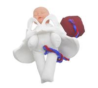 iplusmile Modello Bacino Femminile Realistico per Insegnamento Parto con Ombelicale e Placenta Simulatore Anatomico per Medica e Preparazione al Travaglio