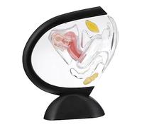 iplusmile Modello Di Struttura Dell'utero in Pvc Modello Di Organo Riproduttivo Femminile Visibile Per Educazione Dei Pazienti e Dimostrazione Della Struttura