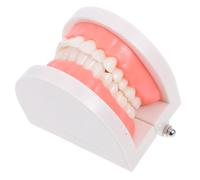iplusmile Modello Didattico per Strumento Educativo per Simulazione delle Strutture Dentali per Insegnamento Sulla Pulizia Dei e Decadimento Facile da e Manutenere