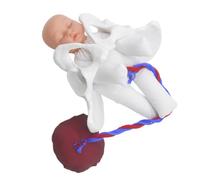 iplusmile Simulatore in Placenta Pvc Realistico Parto Modello di Bacino e Insegnamento Ostetrico e Formazione di Studenti