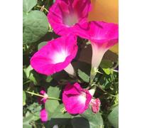 Ipomea Campanella Rampicante Rosa semi