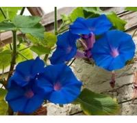 Ipomea o Campanella rampicante blu (Semente)