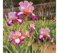 iris a precoce giardino decorazione balcone rizoma autunnali 7bulbi