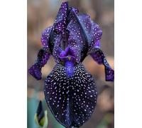 Iris a radice nuda/resistente al freddo/bello/colorato/decorazione da giardino/[KVHSVB]-10 Rizoma-D