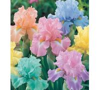 Iris a radice nuda/resistente al freddo/bello/colorato/decorazione da giardino/[KVHSVB]-6 Rizoma-A