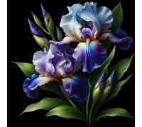 Iris a radice nuda/resistente al freddo/bello/colorato/decorazione da giardino/[KVHSVB]-6 Rizoma-B