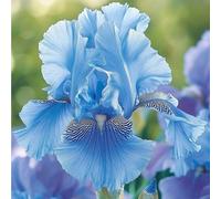 Iris a radice nuda/resistente al freddo/bello/colorato/decorazione da giardino/[KVHSVB]-6 Rizoma-E