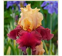 Iris Bulbi -Bulbi di iris arancione naturalmente rari avec un alto tasso di sopravvivenza, plante vive d'espèce rare sono ora piantate-10 Bulbi