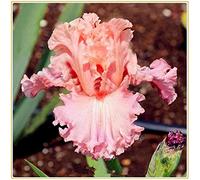 Iris Bulbi -Bulbi di iris arancione naturalmente rari avec un alto tasso di sopravvivenza, plante vive d'espèce rare sono ora piantate-6 Bulbi