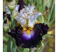 Iris bulbi/miste/Radici selezionate di hosta/resistenti al freddo e alla siccità/adatte per la decorazione di giardini e balconi【NVNJHJN】-4 bulbi-E