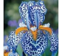 Iris bulbi/miste/Radici selezionate di hosta/resistenti al freddo e alla siccità/adatte per la decorazione di giardini e balconi【NVNJHJN】-4 bulbi-C