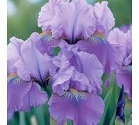 Iris bulbi/miste/Radici selezionate di hosta/resistenti al freddo e alla siccità/adatte per la decorazione di giardini e balconi【NVNJHJN】-15 bulbi-B