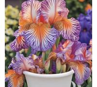 Iris bulbi/miste/Radici selezionate di hosta/resistenti al freddo e alla siccità/adatte per la decorazione di giardini e balconi【NVNJHJN】-6 bulbi-D