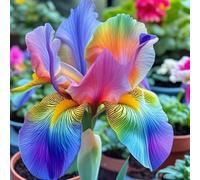 Iris bulbi/miste/Radici selezionate di hosta/resistenti al freddo e alla siccità/adatte per la decorazione di giardini e balconi【NVNJHJN】-10 bulbi-A