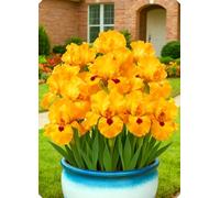 Iris colorati e naturali per creare un’atmosfera romantica all’aperto.-6Bulbi-R