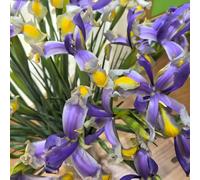 iris Coltivare giardino su un balcone autunnali resistenti vaso 16bulbi