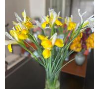 iris Coltivare giardino su un balcone precoce rari esterni 4bulbi