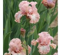 iris giardino decorazione vaso giardino semi di del interno 100pcs