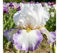 Iris per architettura del paesaggio - Resistente - Facile da curare - Rizoma di Iris-10 PIECE-F