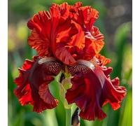 Iris perenne multicolore, iris barbuto profumato, adatto per patio, terrazza e giardini in vaso-6 PIECE-I