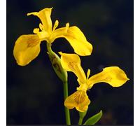 Iris pseudacorus 5-10cm - - iris giallo delle paludi (1 rizoma) Yellow Flag