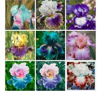 Iris rari disponibili per la piantagione: miscela di iris, perenne esotica, adatta per giardini e piantagioni all'aperto-6 PCS