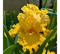 iris raro giardino sul balcone decorazioni esterni 4bulbi