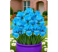 Iris resistenti e facili da curare, ideali per decorare il giardino.-10Bulbi-R