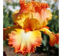 Iris tedesco resistente per giardini - Facile da coltivare tutto l'anno - Perenne-10 PIECE-E