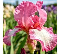 Iris tedesco resistente per giardini - Facile da coltivare tutto l'anno - Perenne-4 PIECE-D