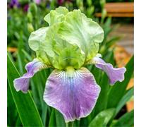 Iris tedesco resistente per giardini - Facile da coltivare tutto l'anno - Perenne-6 PIECE-J