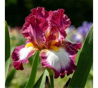 Iris tedesco resistente per giardini - Facile da coltivare tutto l'anno - Perenne-8 PIECE-A