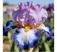 Iris tedesco resistente per giardini - Facile da coltivare tutto l'anno - Perenne-8 PIECE-H