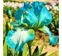 Iris tedesco resistente per giardini - Facile da coltivare tutto l'anno - Perenne-8 PIECE-I