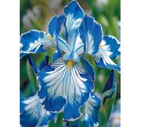 Iris tedesco resistente, una perenne resistente adatta a giardini e patii nordici-10 PIECE-I
