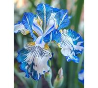 Iris tedesco resistente, una perenne resistente adatta a giardini e patii nordici-4 PIECE-C