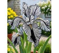 Iris tedesco resistente, una perenne resistente adatta a giardini e patii nordici-4 PIECE-F