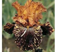 Iris tedesco resistente, una perenne resistente adatta a giardini e patii nordici-6 PIECE-D