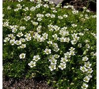 Irish Moss, Heath Pearlwort semi - Sagina subulata